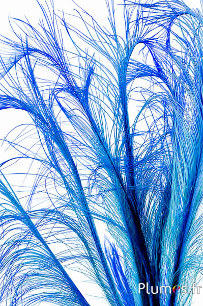 Fazant Hoki - 45-50 cm - turkoois-blauw